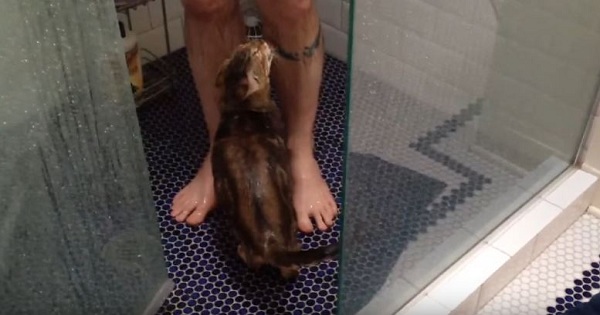 Bengal Cat Taking A Shower With Her Daddy. RARE Video !