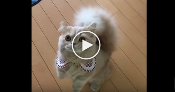 You Have To See The Cute Cat With Squirrel`s Tail. Really Amazing !