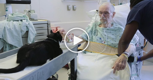 Therapy Cat Cheers Up Patients In The Intensive Care Unit