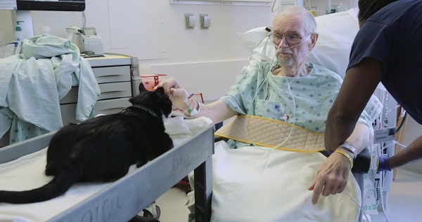 Therapy Cat Cheers Up Patients In The Intensive Care Unit