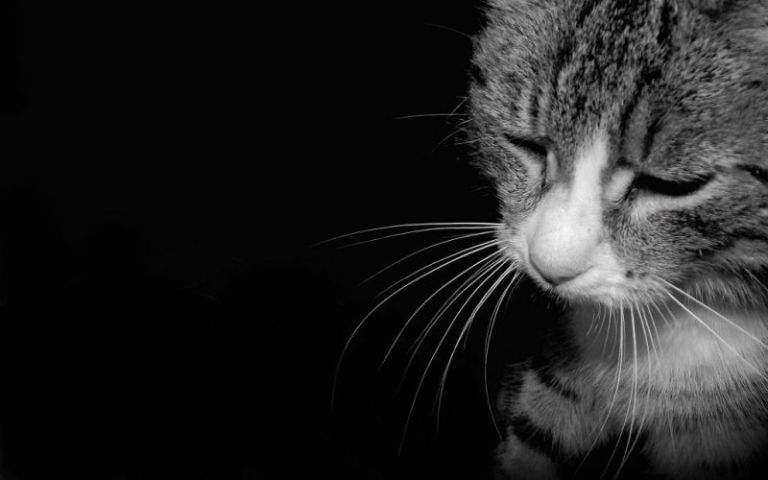 10 Typical Things Cat Owners Do That Can Break a Cat’s Heart and Its Spirit …