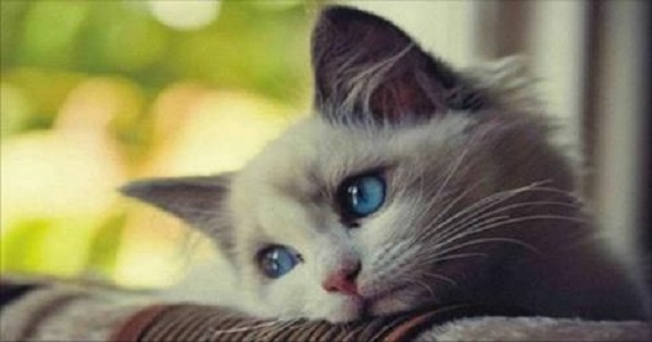10 Typical Things Cat Owners Do That Can Break a Cat’s Heart and Its Spirit …
