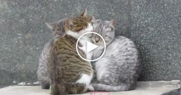 3 Stray Cats Cuddling Together To Stay Warm