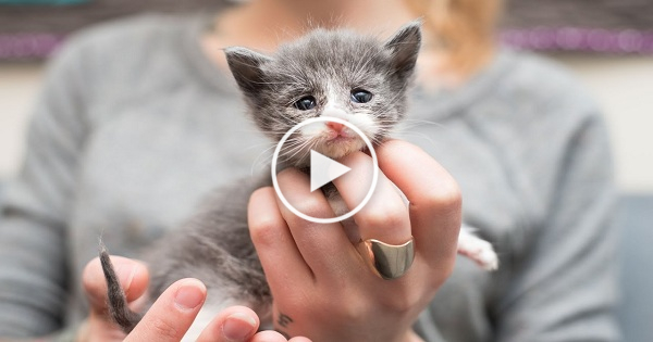 The Saddest Rescued Emaciated Kitten. Heartwarming Story.