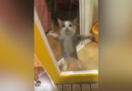 Kitty`s Cute Reaction To His Human Daddy Coming Home Is Simply Heartwarming