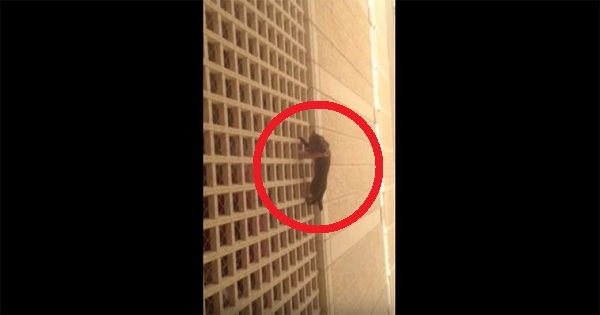 Students Rescued Helpless Kitty from 7th Floor Fall