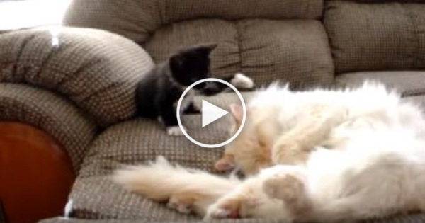 Naughty Black Kitten Annoys Sleeping Cat
