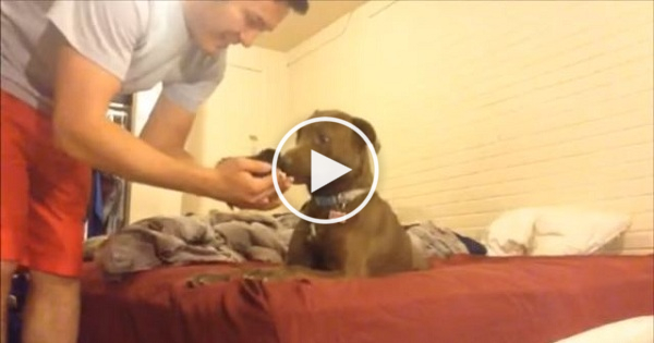 This Guy Introduced Rescued Abandoned Newborn Kitten To His Dog.