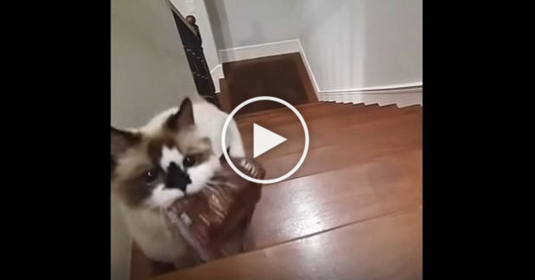 Cat Delivers Her Bag of Treats To Her Human To Be Fed