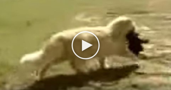 Cat Kidnaps Little Puppies. The Reason Is Surprising !