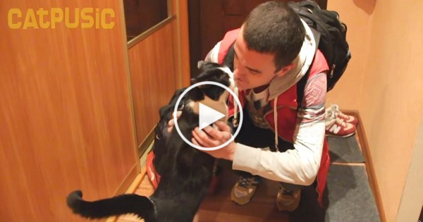 Cute Cat Greets Her Owner In The Cutest Way After Being Separated for 20 Long Days!