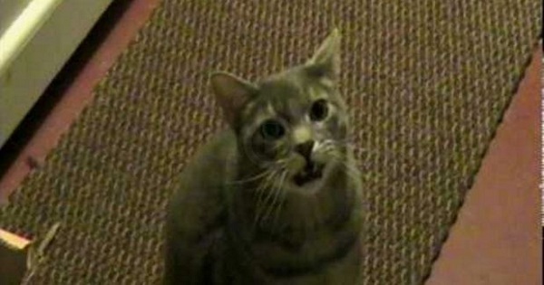 Cat Saying " HEY " To His Owner. LOL. Hilarious Video !