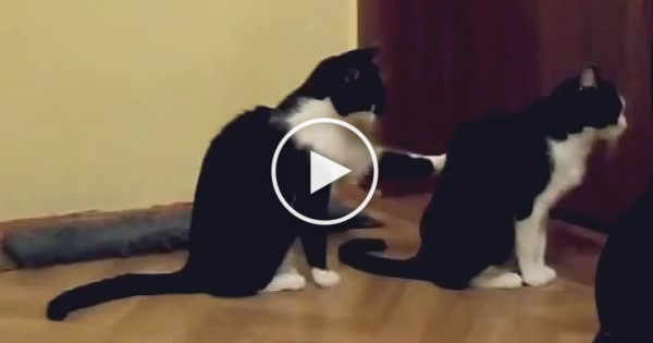 Cat Trying To Apologize. But, Watch Till The END ! Hilarious !