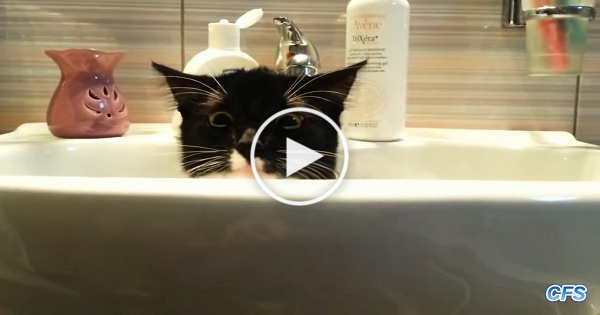 Cats Who Desperately Need Some Privacy !