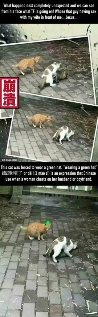 Husband Cat Found Cat Wife Has Cheated, His Reaction Makes Everyone Heartbroken Once Again