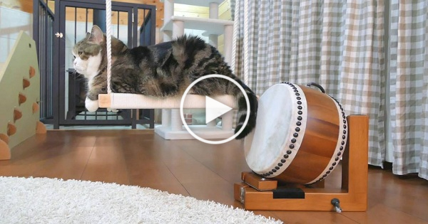 Musical Cat Showing His Amazing Drum Playing Skills