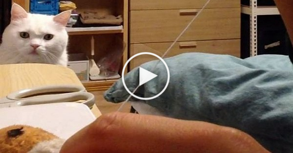 Worried Cat Watches As Her Favorite Toy Is Undergoing Surgery