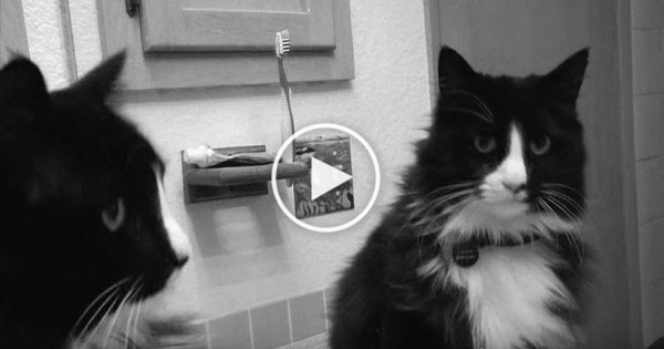 This is: Henri Le Chat Noir. You Will 100% Love This Cat !