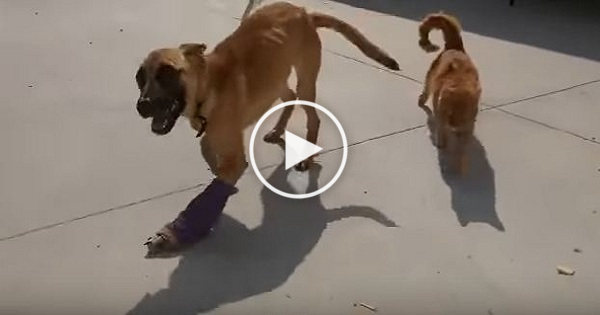 Injured Dog Refused To Walk Again Until He Made a New Fur Friend !