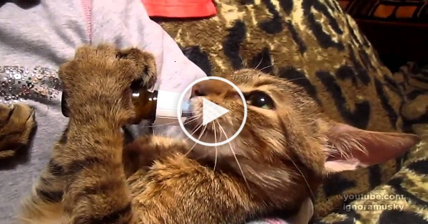 Just Listen To The Sounds This Kitty Makes While Drinking Milk From Bottle