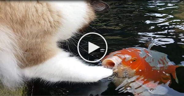 This Cat Has The Cutest Interaction With Koi Fish