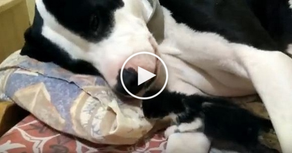 Pit Bull Caring For Rescued One Day Old Kitten