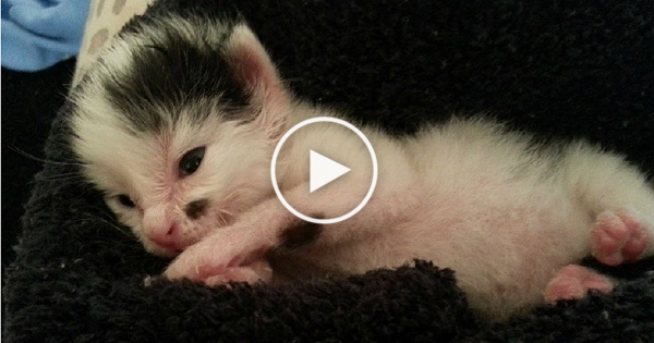 Puppy Rescued Newborn Kitten Crying For Help. Heart Melting Story !