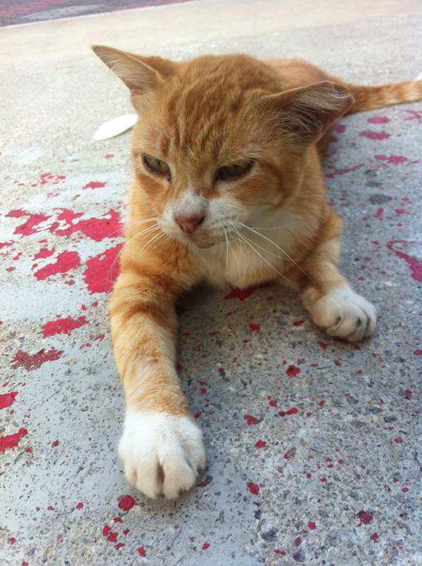 Kind  Passerby  Runs to the Rescue of a Bleeding Cat and Gets A Shocking Surprise
