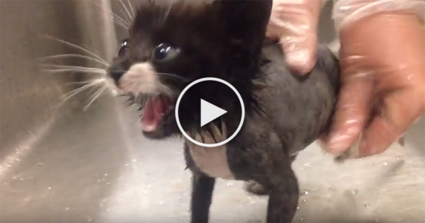 Rescued Kitten Has A Loud Conversation With His Rescuer