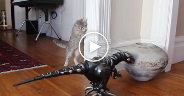 Cat Meets Robot Dinosaur For The First Time