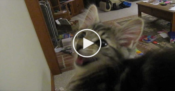 You Have To Hear This Kitty To Believe The Sounds She Makes