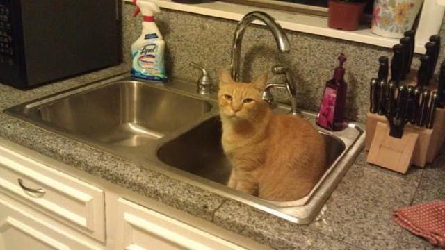 13 Humans Who Didn`t Think They Own a Kitty But They Were So WRONG