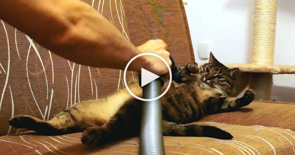 Cat Likes Being Vacuum Cleaned. Unbelievable Video !