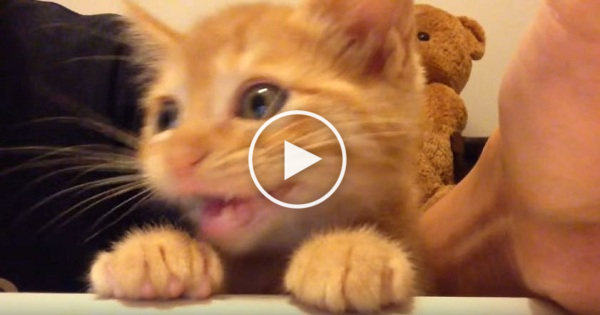 Cute Kitty Jumps On Table To See What His Human Is Eating