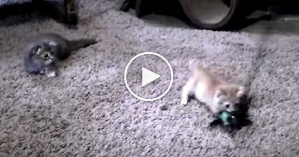 2 Cute Kittens Playing With The New Toy. Simply Amazing !