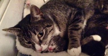 Pregnant Stray Cat Mom Asks Human To Help Her With Her Babies - Copy