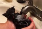 This Gorgeous Black Kitten Loves Bathing More Than Anything Else, The Feeling Of Water On Her Belly Is So Good