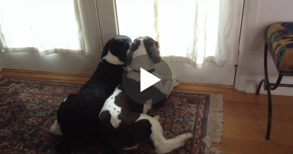 He Set Up A Camera And Left His Home... Moments Later His Dogs Made Something Unexpected