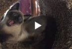 Cute Kitten Gets His First Cat Tree And Immediately Goes Crazy. LOL