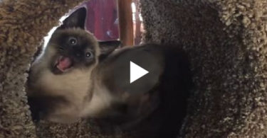 Cute Kitten Gets His First Cat Tree And Immediately Goes Crazy. LOL