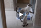 These Cats Freak Out Every Time When They Noticed Their Mommy Taking a Shower