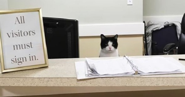 This Rescue Cat Found A Perfect Job In Nursing Home