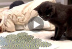 This Man Hypnotized His Cat With Optical Illusion. The Cat Was So Confused. LOL