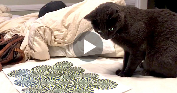 This Man Hypnotized His Cat With Optical Illusion. The Cat Was So Confused. LOL