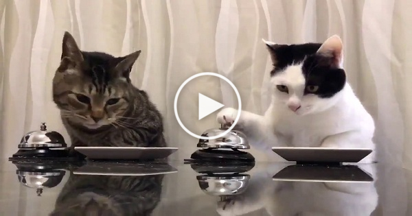 2 Cats Can`t Stop Ringing The Bell For More Treats. Hilarious !