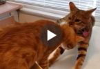 Cat Trying To Save His Best Friend From The Scary Vet. He Didn`t Give Up Until He ...