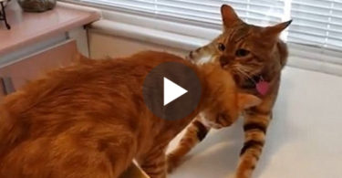 Cat Trying To Save His Best Friend From The Scary Vet. He Didn`t Give Up Until He ...
