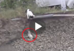 Hero Cat Rescues A Tiny Puppy Stuck In Ditch. Touching Moment !