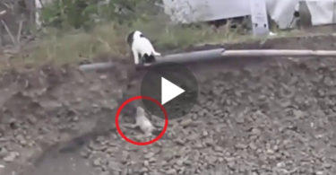 Hero Cat Rescues A Tiny Puppy Stuck In Ditch. Touching Moment !