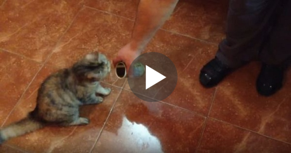 Cat Smells Olive For The Very First Time. Her Reaction Is HILARIOUS !